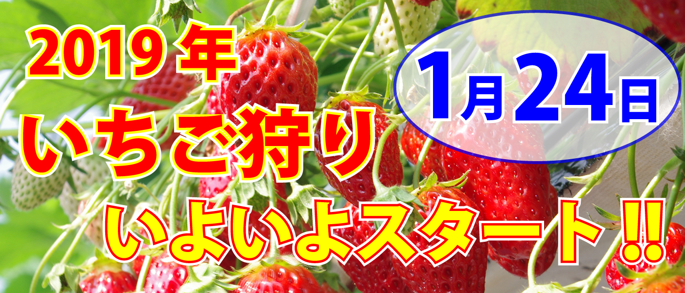 2019年 いちご狩り、1月24日 いよいよスタートです。
