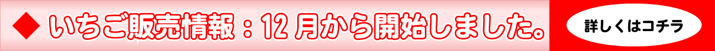 12月からいちご販売開始しました。