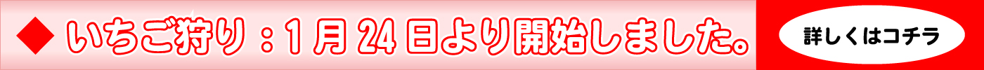いちご狩り情報:1月24日より開始しました。