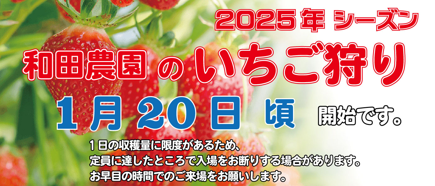 2025年度いちご狩り、いよいよ1月20日頃からスタート